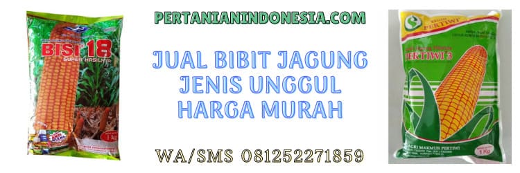 jual,jenis bibit jagung unggul murah,murah,harga murah,pertanian indonesia